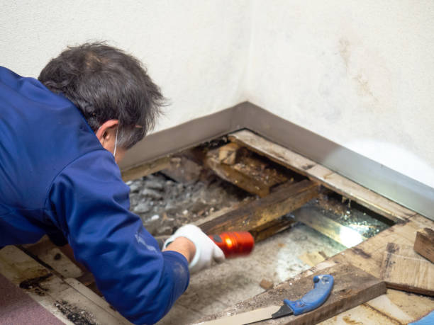 Best Attic Mold Remediation in Flatwoods, KY