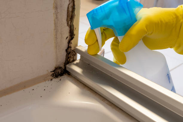 Best Emergency Mold Remediation in Flatwoods, KY