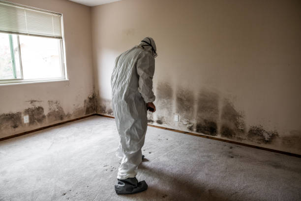 Best Basement Mold Remediation in Flatwoods, KY