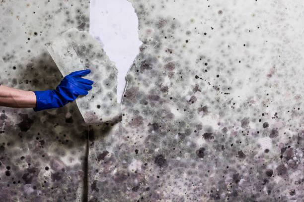 Best Commercial Mold Remediation in Flatwoods, KY