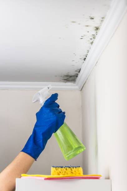 Best DIY Mold Remediation Support Services in Flatwoods, KY